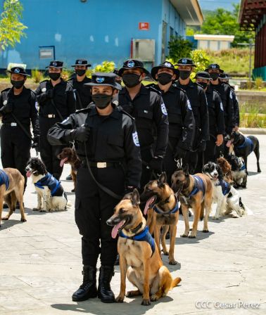 Nuestra Policía Nacional y su técnica canina para reforzar la seguridad ciudadana en Nicaragua