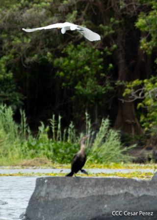 Viacrucis Acuático de Granada