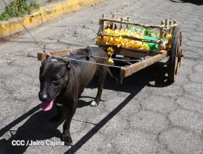 Familias de Masaya celebran la tradicional fiesta de San Lázaro