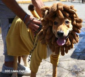 Familias de Masaya celebran la tradicional fiesta de San Lázaro