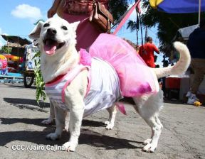 Familias de Masaya celebran la tradicional fiesta de San Lázaro