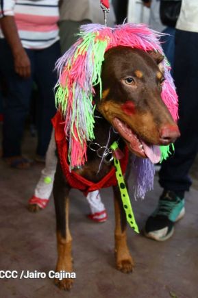 Familias de Masaya celebran la tradicional fiesta de San Lázaro