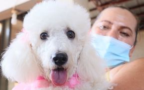 Familias de Masaya celebran la tradicional fiesta de San Lázaro