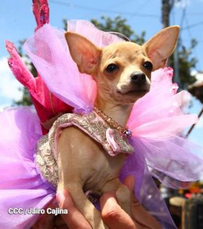 Familias de Masaya celebran la tradicional fiesta de San Lázaro