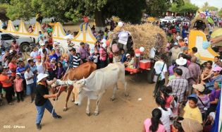 Carretas peregrinas llegan a Popoyuapa en un ambiente de fe y devoción
