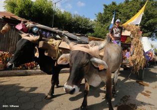 Carretas peregrinas llegan a Popoyuapa en un ambiente de fe y devoción