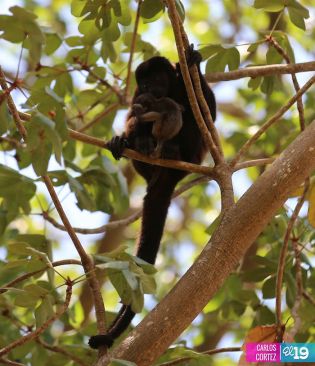 Isla de Ometepe, un oasis de paz para disfrutar las vacaciones de Semana Santa