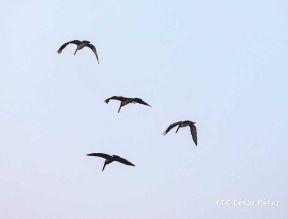 Segunda edición de la Pasarela Verano Occidente 2023 de Nicaragua Diseña