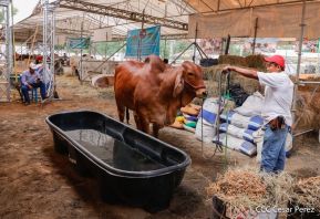 Primera Feria Ganadera Managua 2023