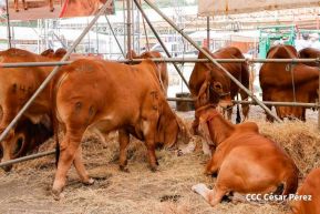 Primera Feria Ganadera Managua 2023