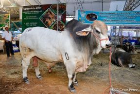 Primera Feria Ganadera Managua 2023