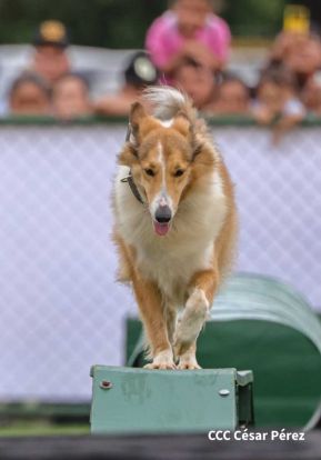 Exposición Estática del Ejército de Nicaragua en saludo al 45 aniversario de fundación