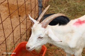 Feria Ganadera Managua 2024