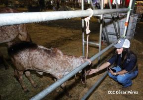 Feria Ganadera Managua 2024