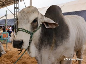 Feria Ganadera Managua 2024