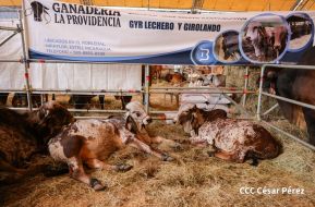 Feria Ganadera Managua 2024