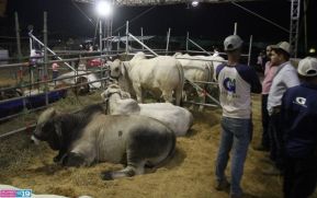 Feria Ganadera Managua 2024