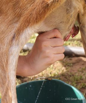 Universidades públicas de Nicaragua reciben a estudiantes de primer ingreso 2025