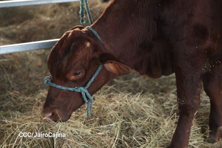 Familias de Managua disfrutan de la Feria Ganadera Navidad 2025