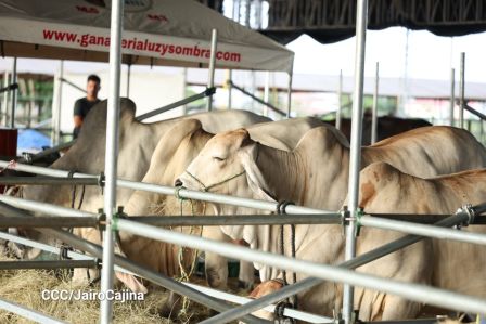 Familias de Managua disfrutan de la Feria Ganadera Navidad 2025
