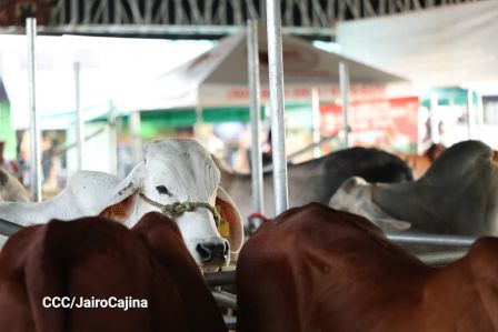 Familias de Managua disfrutan de la Feria Ganadera Navidad 2025