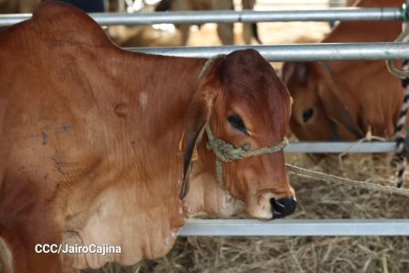 Familias de Managua disfrutan de la Feria Ganadera Navidad 2025