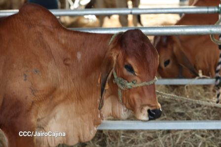 Familias de Managua disfrutan de la Feria Ganadera Navidad 2025