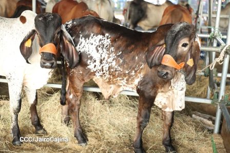 Familias de Managua disfrutan de la Feria Ganadera Navidad 2025