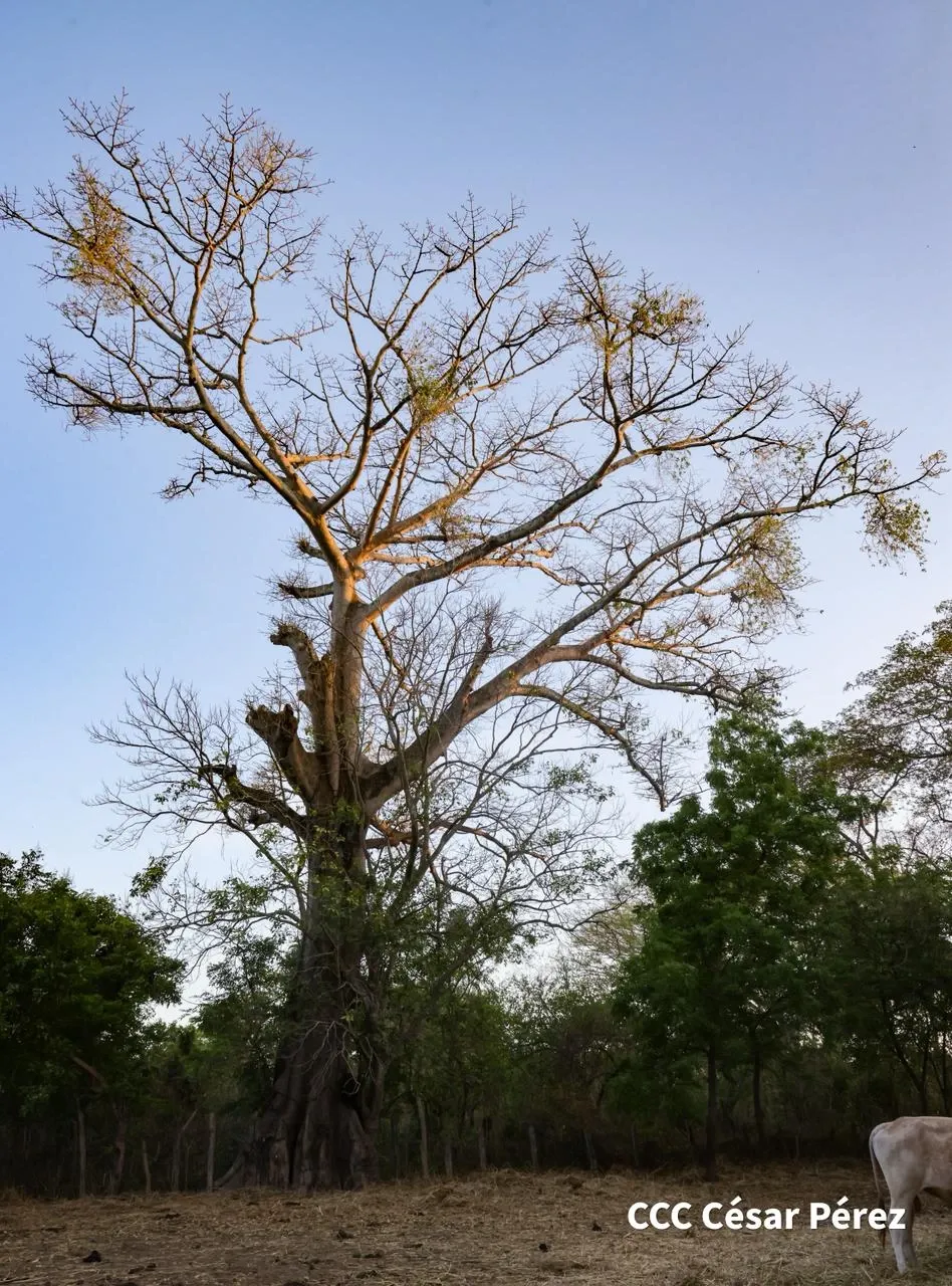 Hacienda Los Malacos en Granada