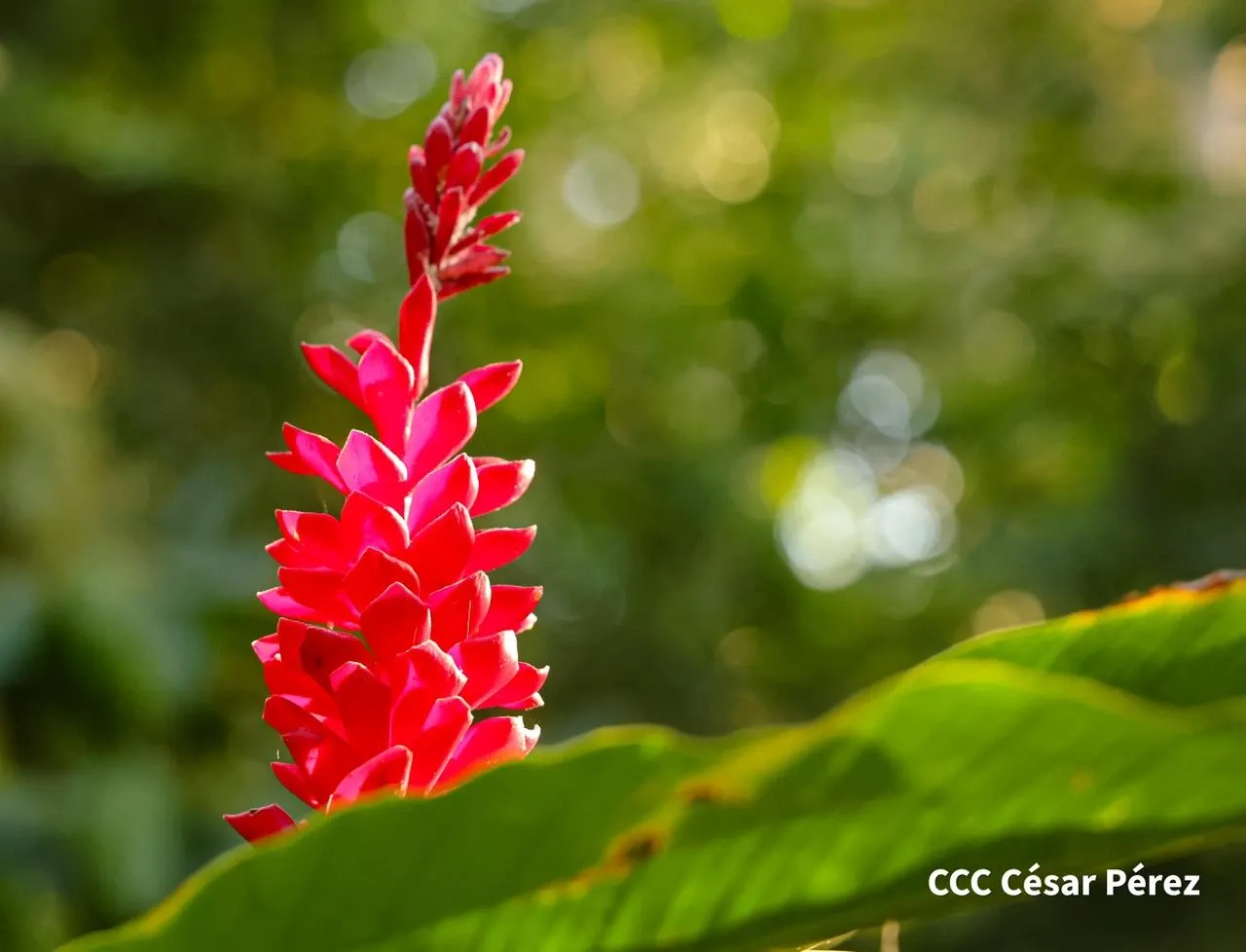 Hacienda Los Malacos en Granada