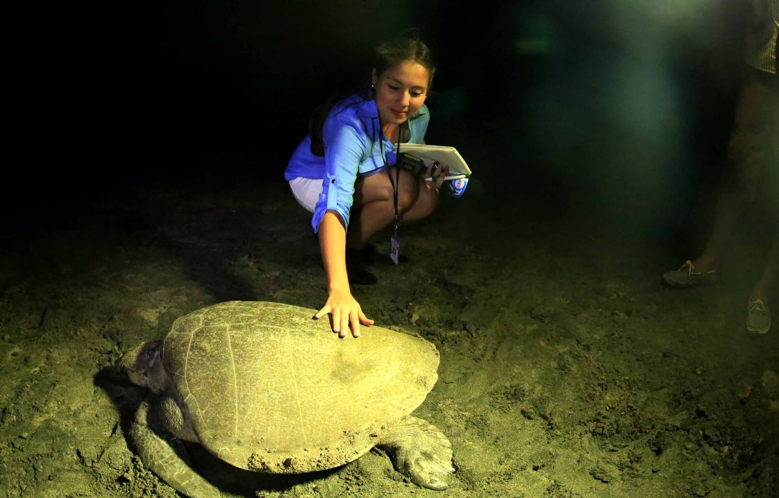 Desove de tortugas en Chacocente, un espectáculo de la naturaleza
