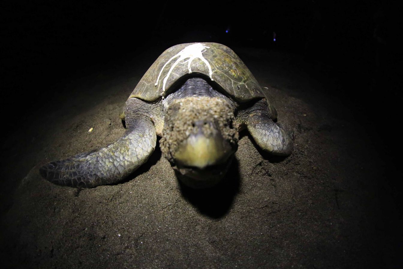 Desove de tortugas en Chacocente, un espectáculo de la naturaleza