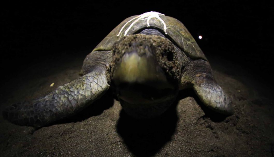 Desove de tortugas en Chacocente, un espectáculo de la naturaleza