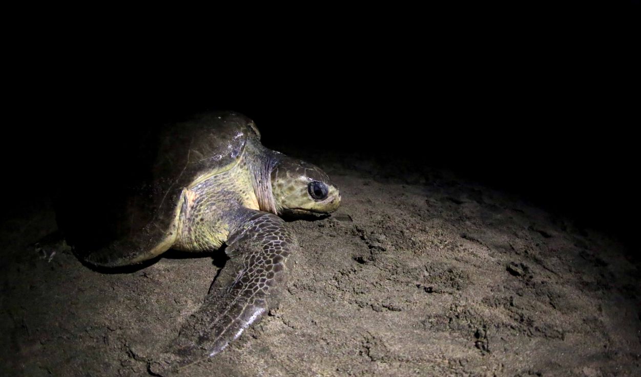 Desove de tortugas en Chacocente, un espectáculo de la naturaleza