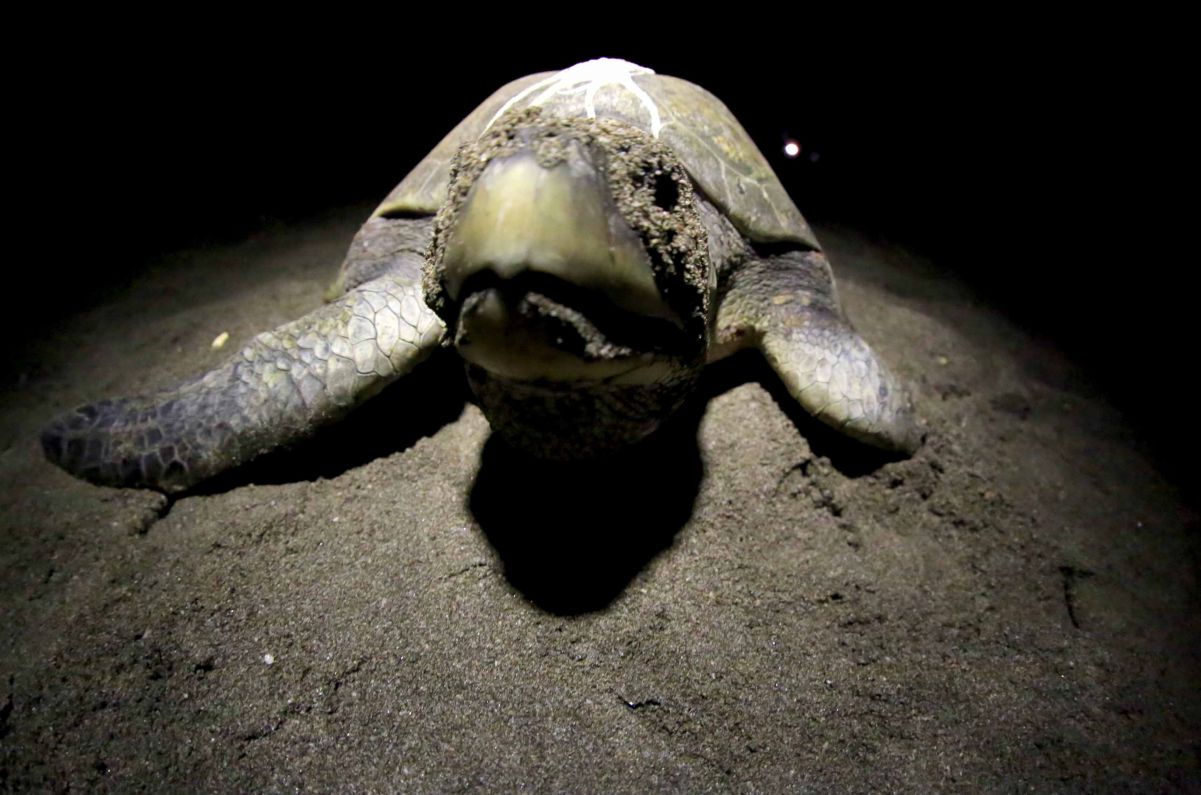 Desove de tortugas en Chacocente, un espectáculo de la naturaleza