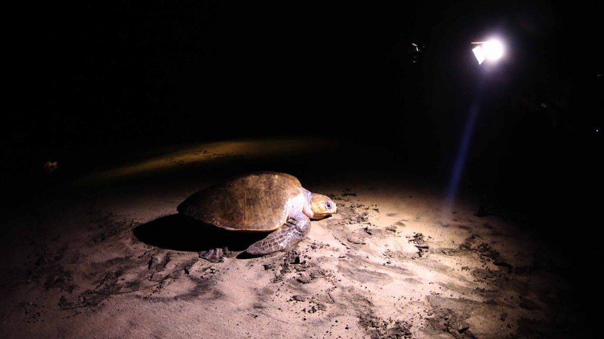 Desove de tortugas en Chacocente, un espectáculo de la naturaleza