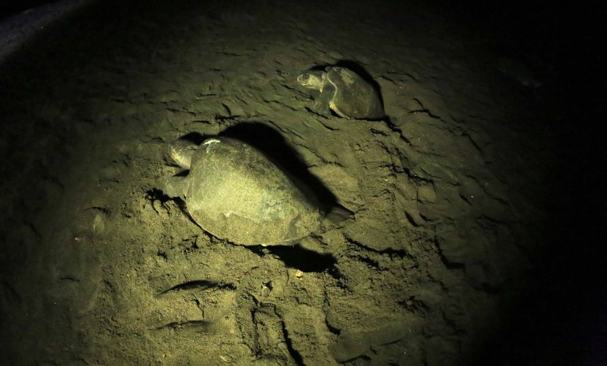 Desove de tortugas en Chacocente, un espectáculo de la naturaleza