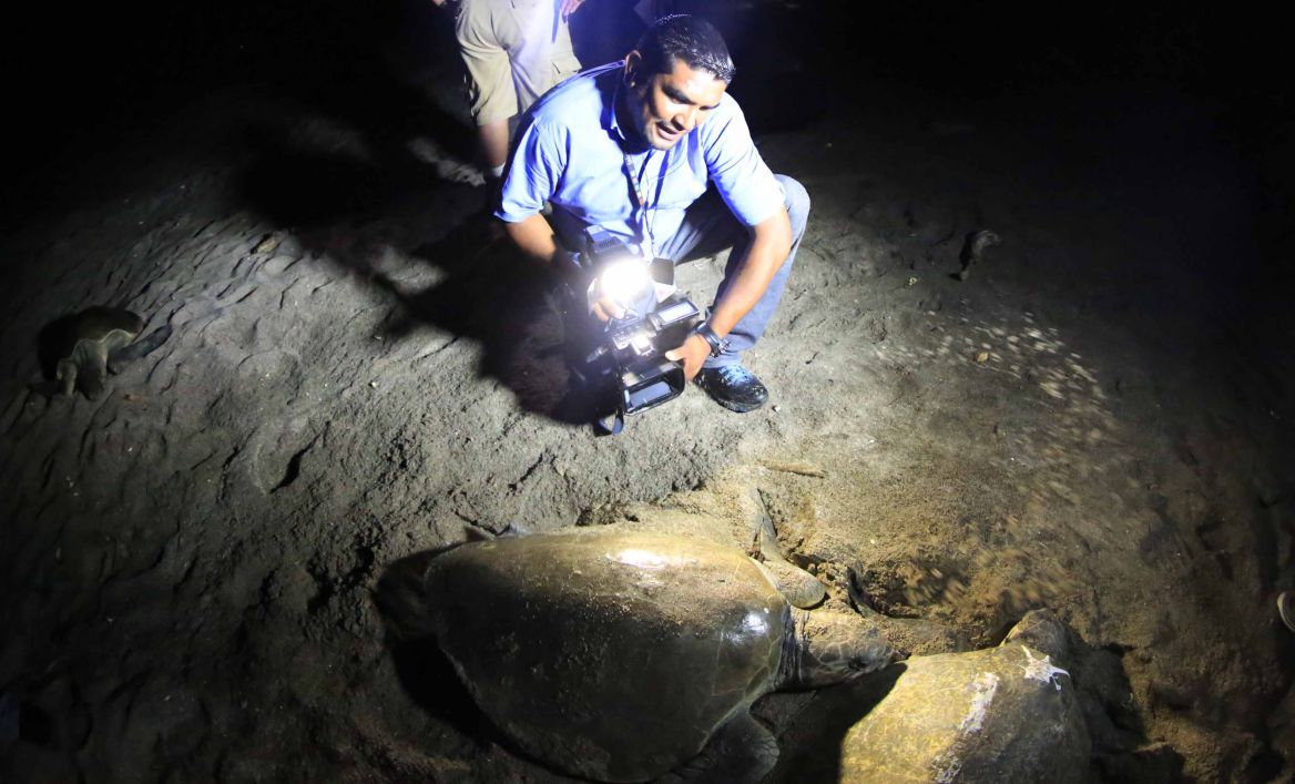 Desove de tortugas en Chacocente, un espectáculo de la naturaleza