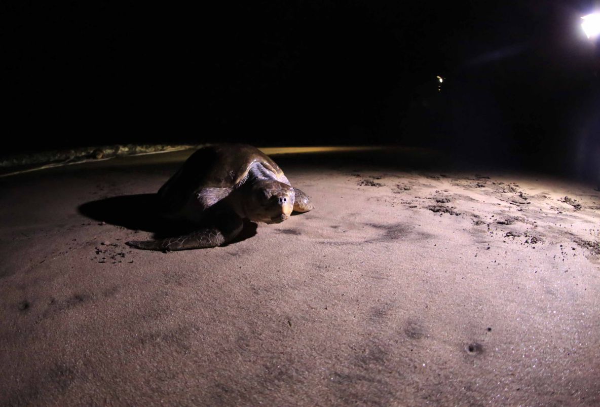 Desove de tortugas en Chacocente, un espectáculo de la naturaleza