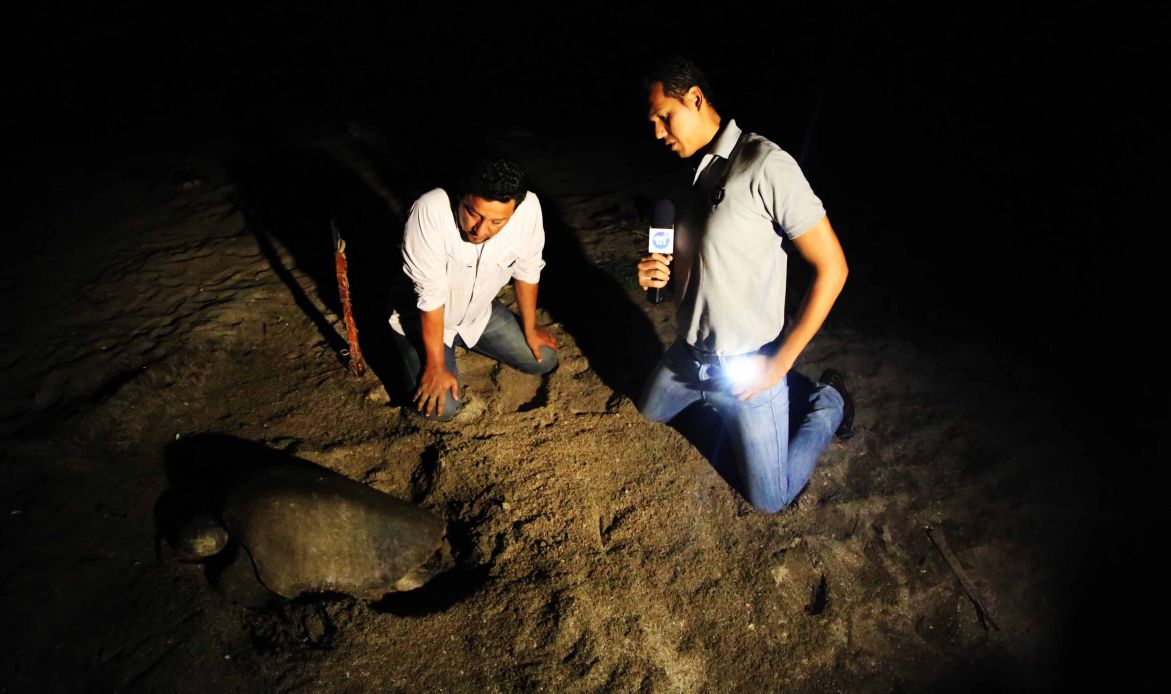Desove de tortugas en Chacocente, un espectáculo de la naturaleza