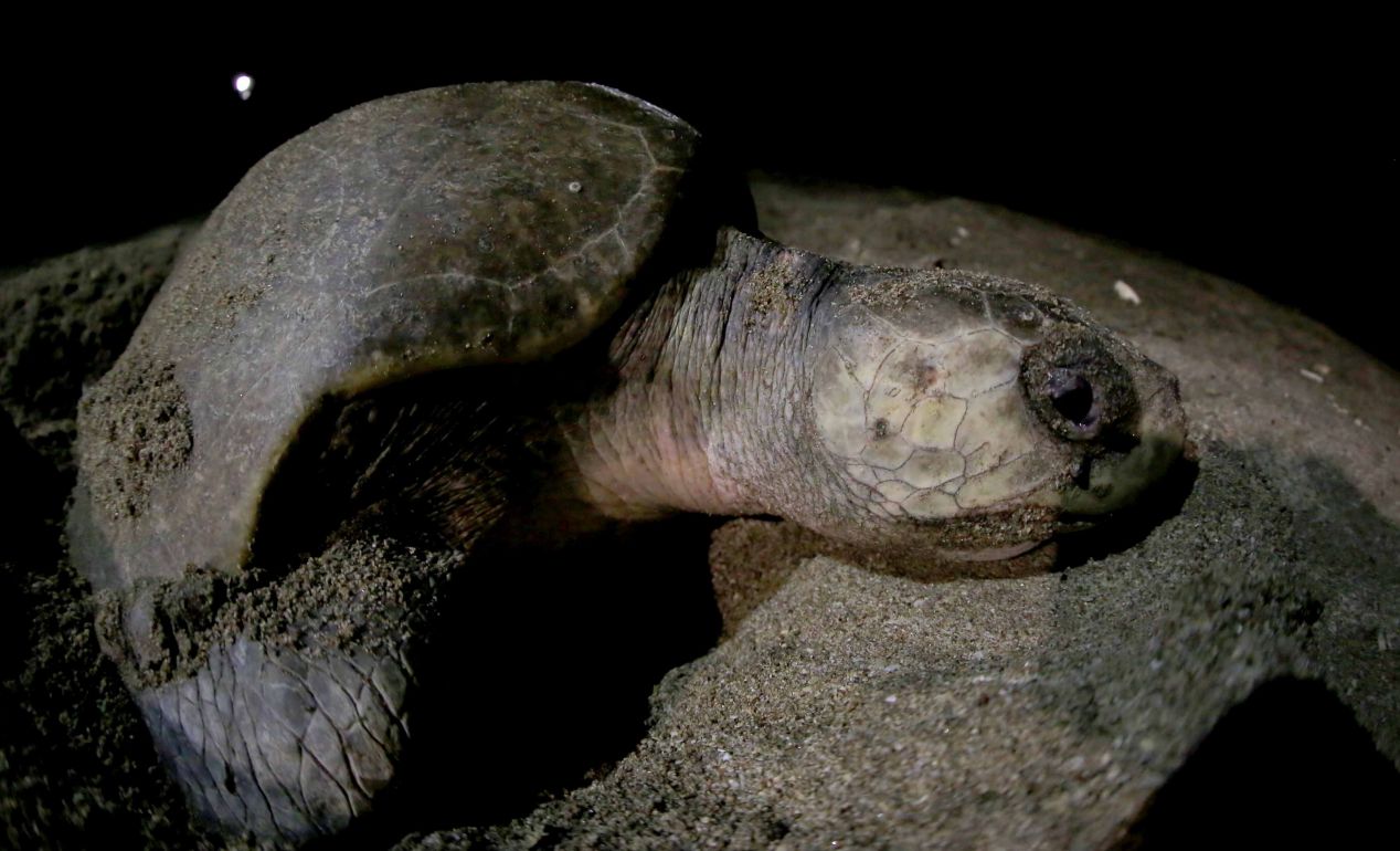 Desove de tortugas en Chacocente, un espectáculo de la naturaleza