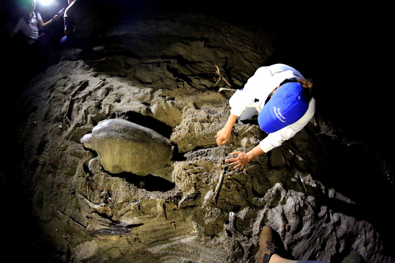 Desove de tortugas en Chacocente, un espectáculo de la naturaleza