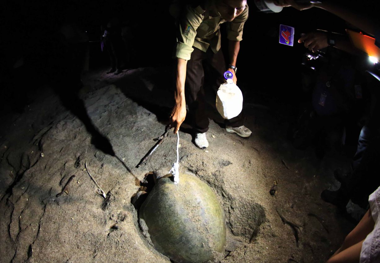 Desove de tortugas en Chacocente, un espectáculo de la naturaleza