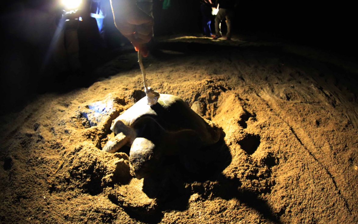 Desove de tortugas en Chacocente, un espectáculo de la naturaleza