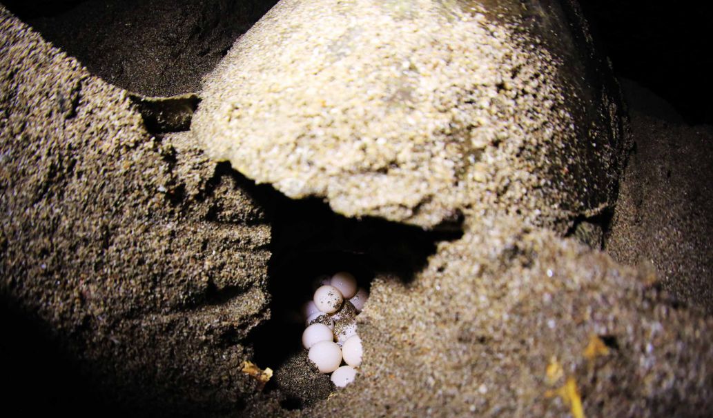 Desove de tortugas en Chacocente, un espectáculo de la naturaleza