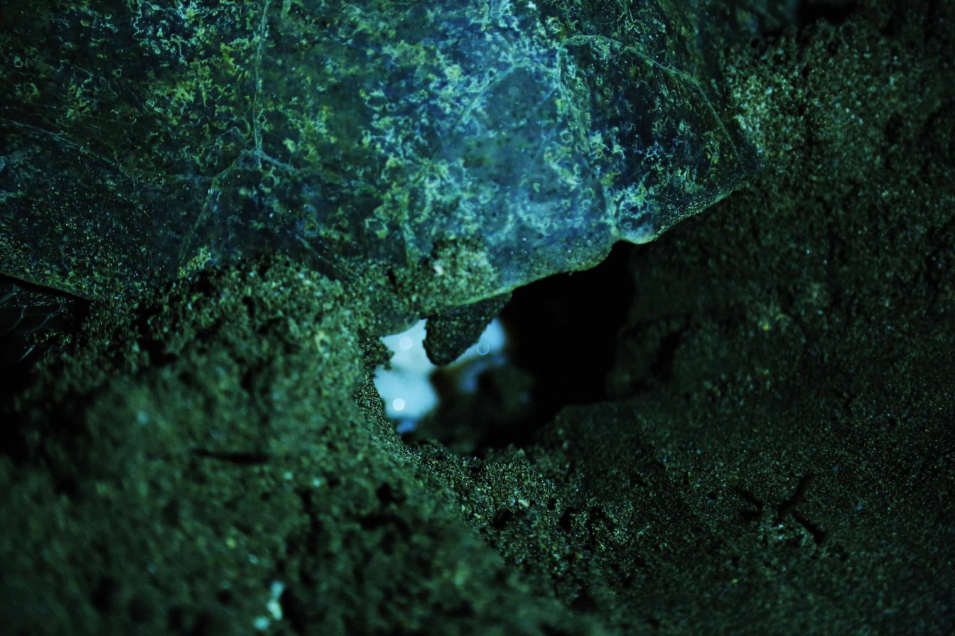 Desove de tortugas en Chacocente, un espectáculo de la naturaleza