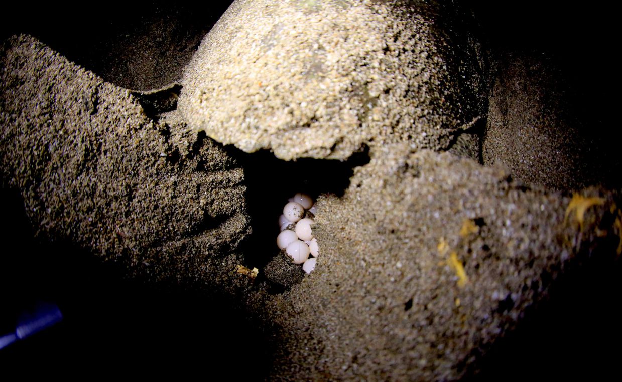 Desove de tortugas en Chacocente, un espectáculo de la naturaleza