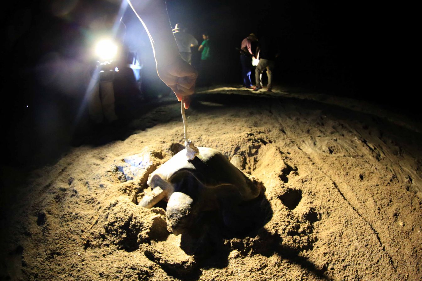 Desove de tortugas en Chacocente, un espectáculo de la naturaleza