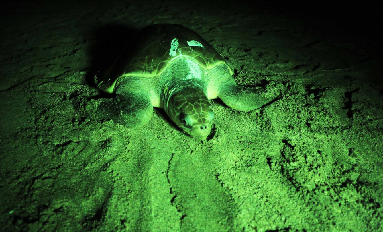 Desove de tortugas en Chacocente, un espectáculo de la naturaleza