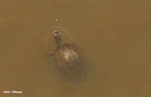 Inauguración Puente Santa Fé